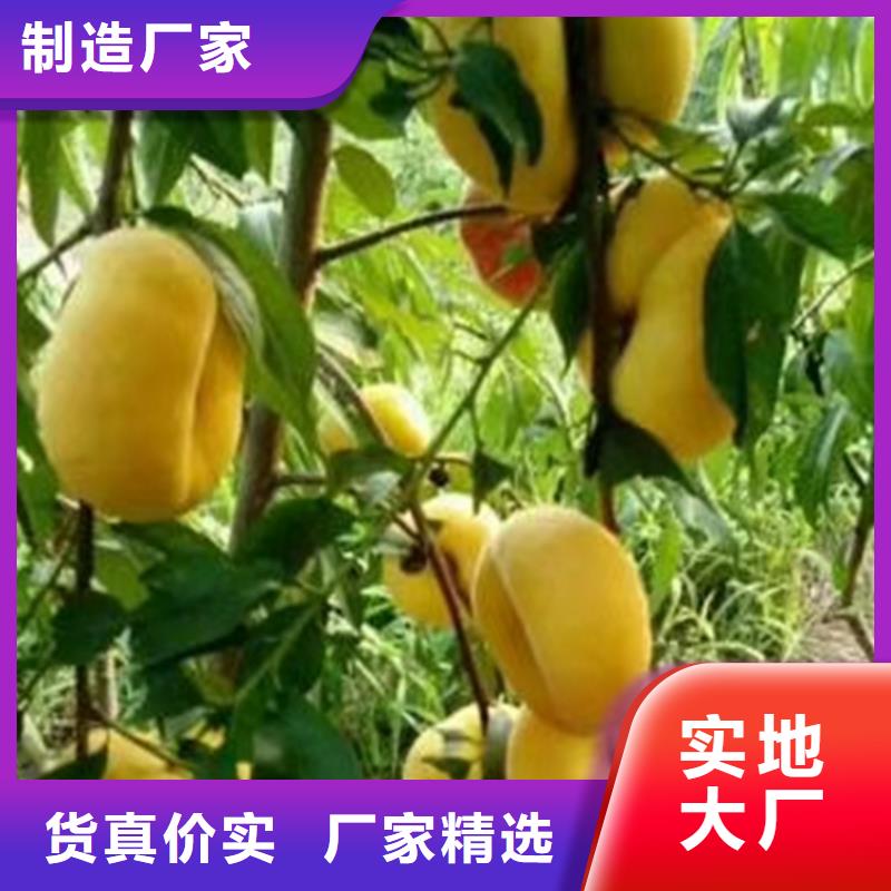桃藍莓苗您想要的我們都有