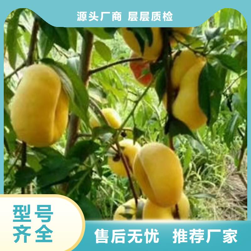 桃-西瓜苗通過檢測