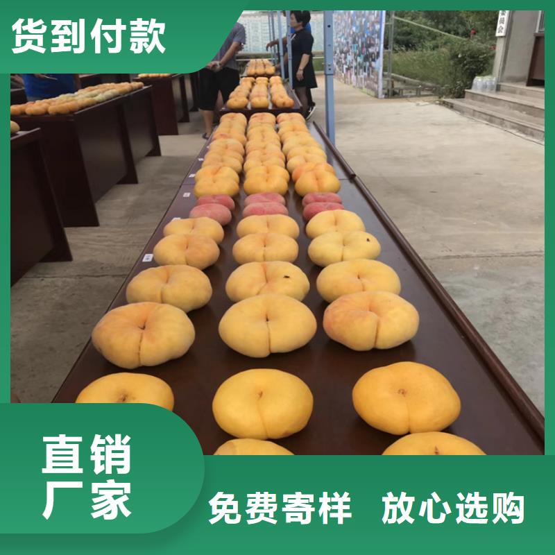 【桃桃樹苗量少也做】