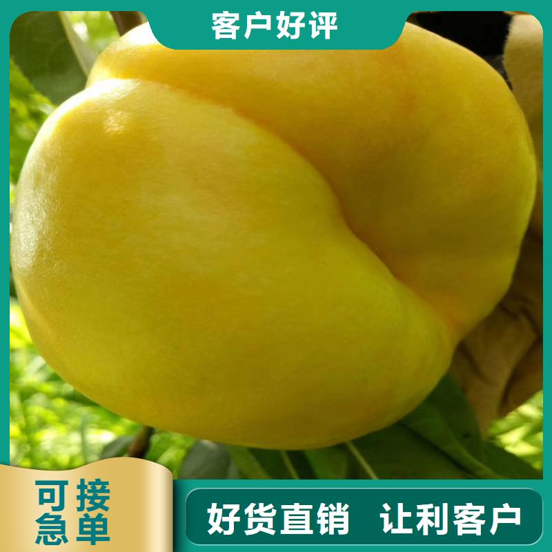 桃花椒苗實拍品質(zhì)保障