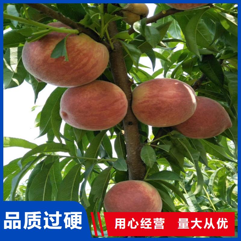 桃_板栗苗種類齊全