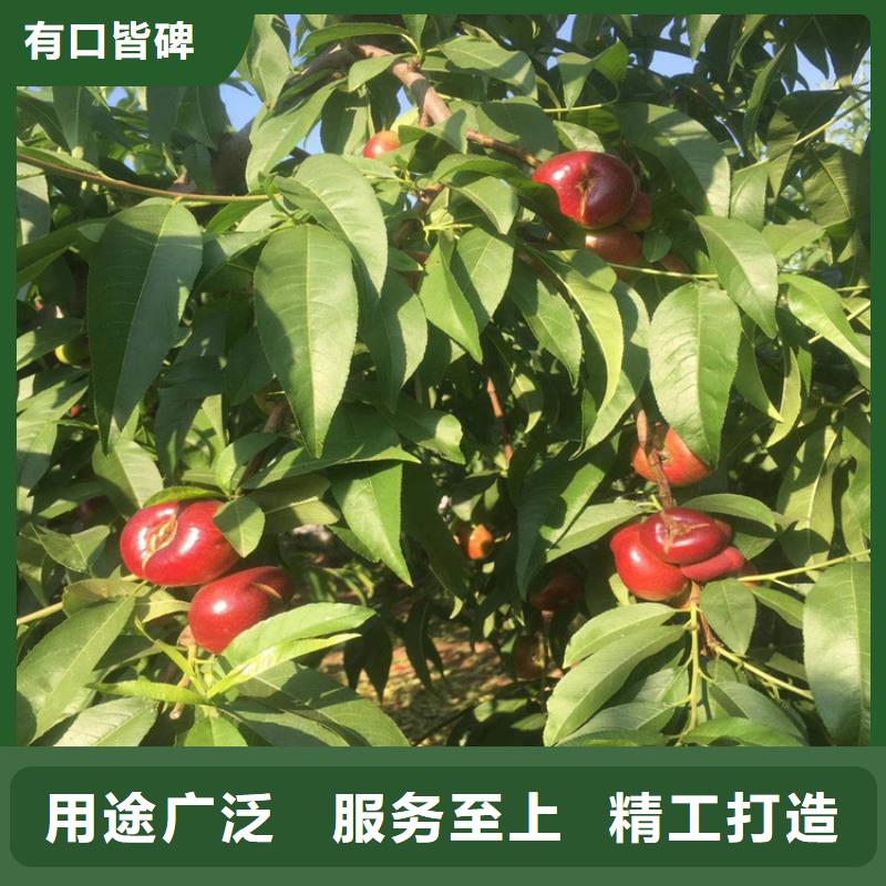 桃-西瓜苗通過檢測