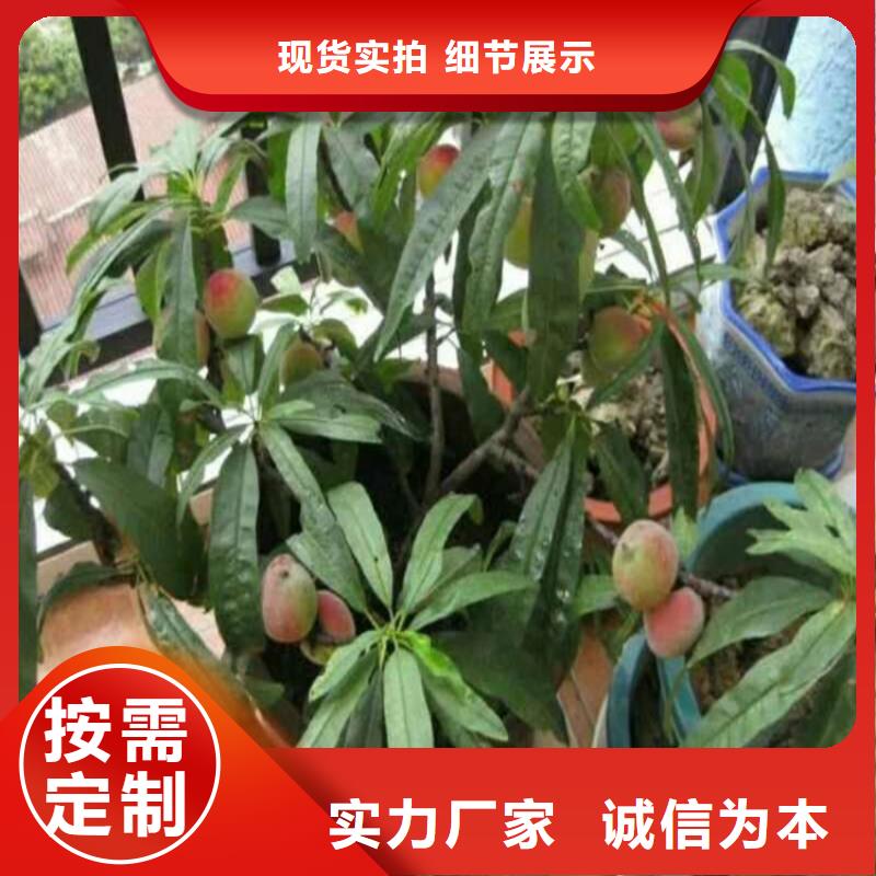 桃藍莓苗您想要的我們都有