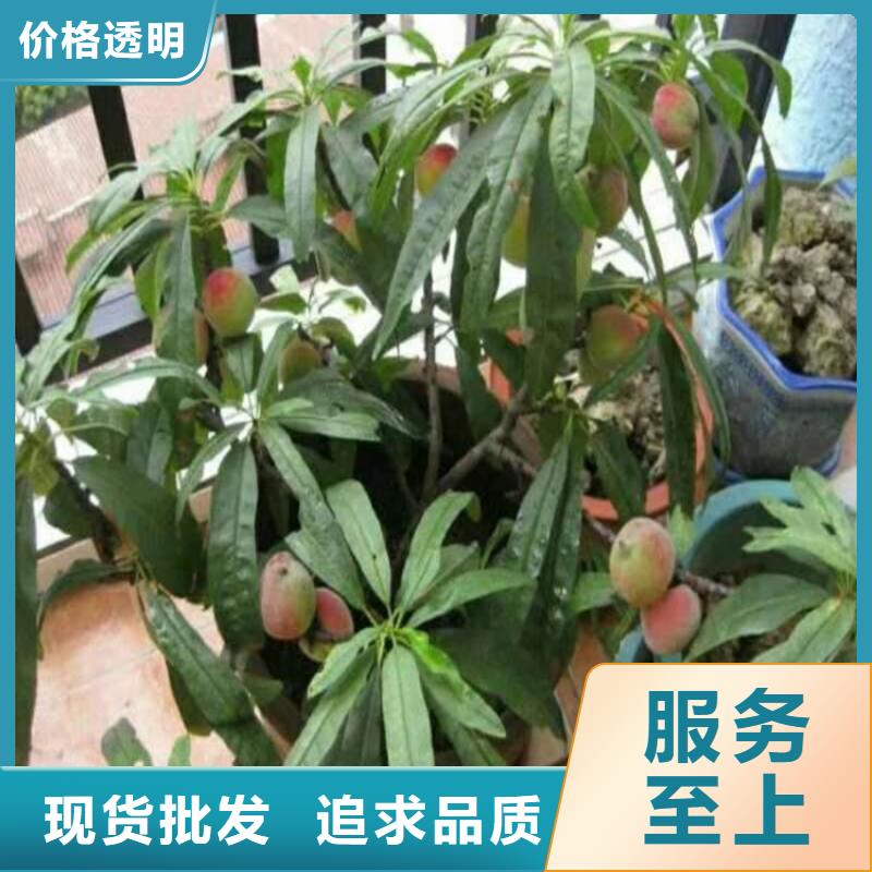 桃藍莓苗廠家