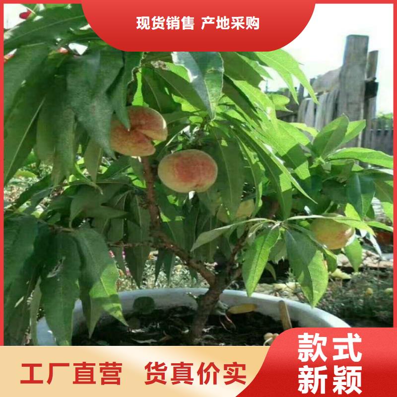 桃北美冬青源頭實體廠商