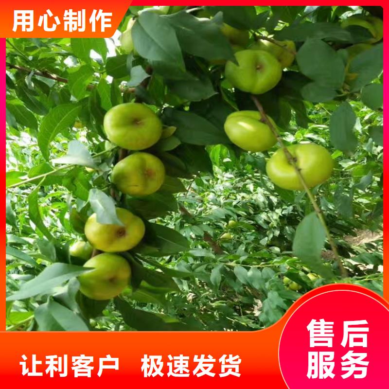 桃-西瓜苗通過檢測