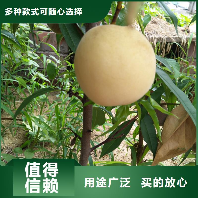 桃蘋果苗有實力有經驗