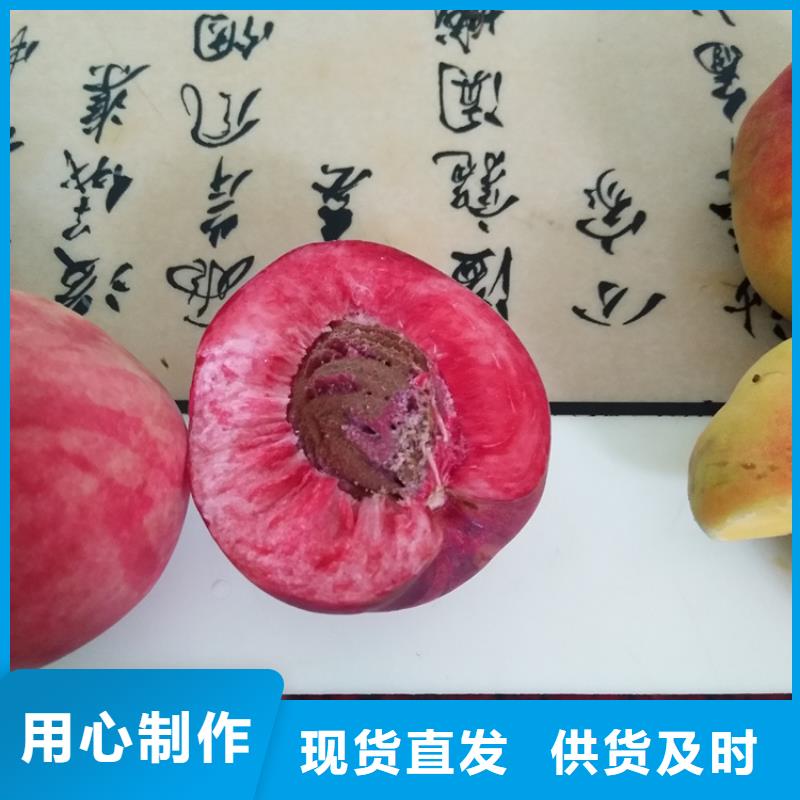 桃藍莓苗廠家