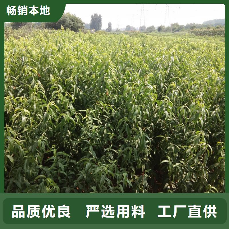 桃_板栗苗種類齊全