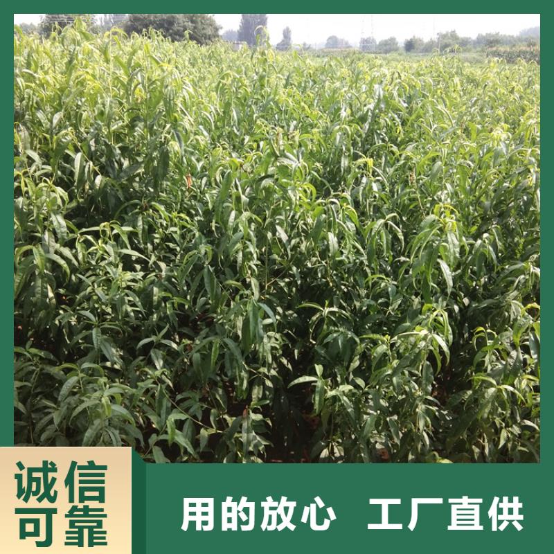 桃藍莓苗您想要的我們都有