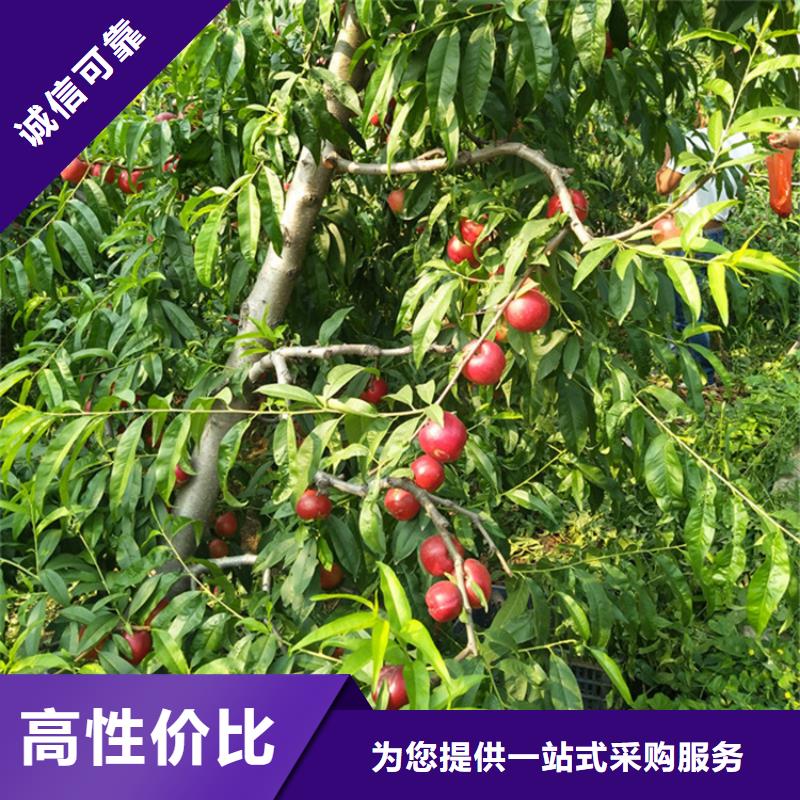 桃北美冬青源頭實體廠商