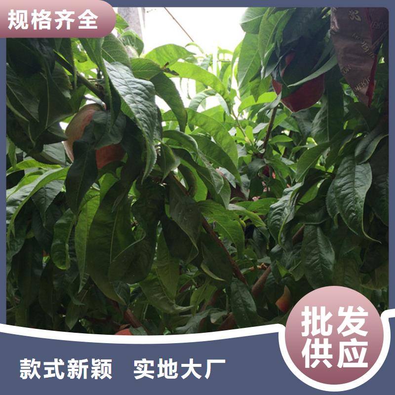 【桃桃樹苗量少也做】
