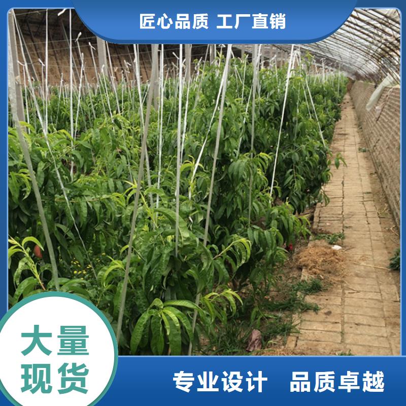 桃_板栗苗種類齊全