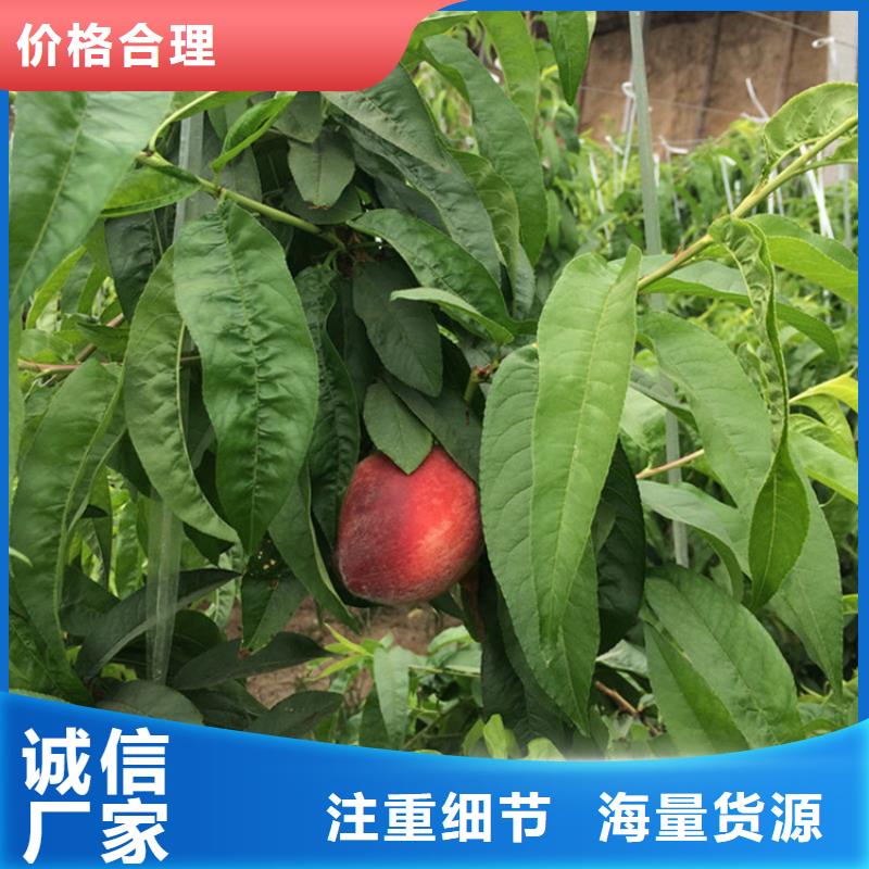 桃藍莓苗您想要的我們都有