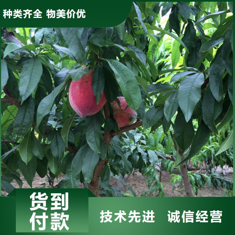 桃蘋果苗有實力有經驗