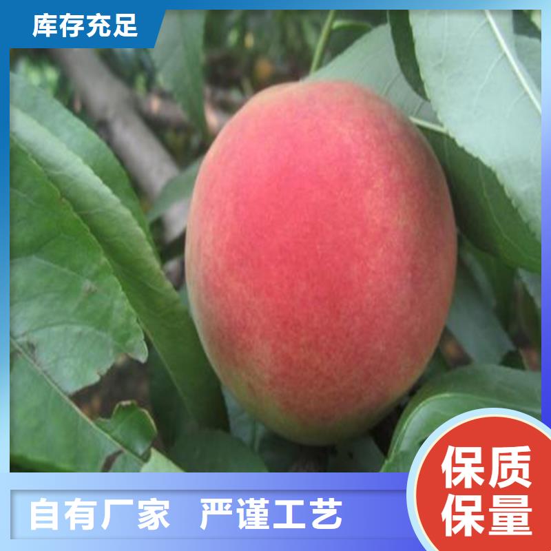 桃北美冬青源頭實體廠商