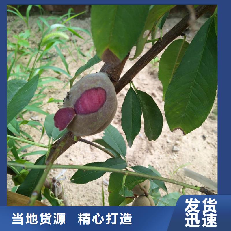 桃花椒苗實拍品質(zhì)保障