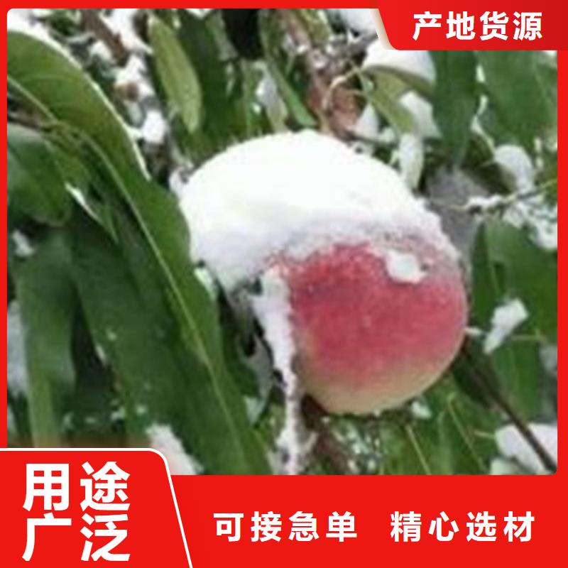 桃北美冬青源頭實體廠商
