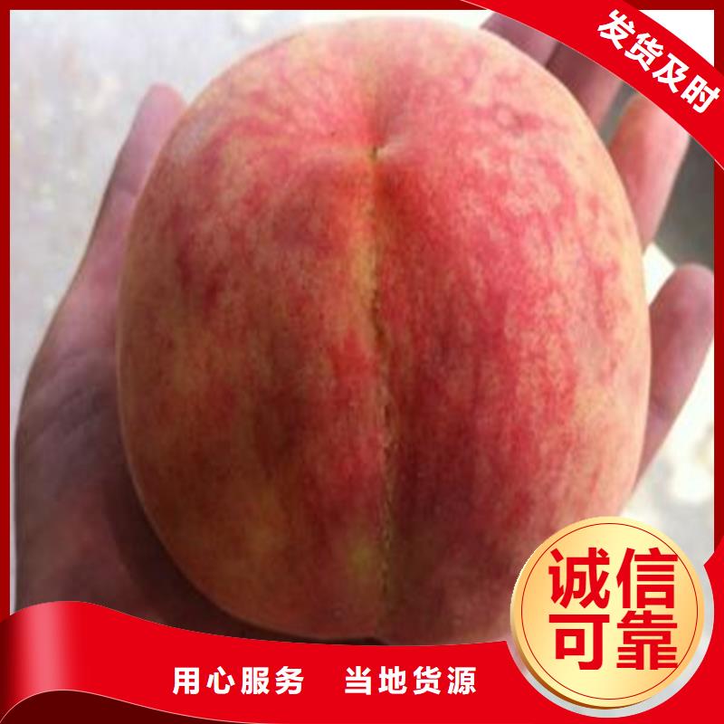 桃北美冬青源頭實體廠商