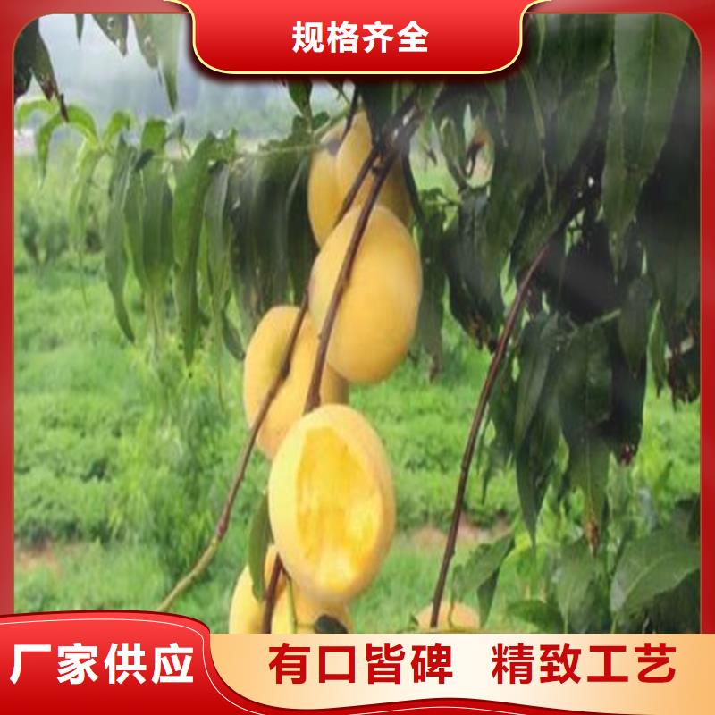 桃北美冬青源頭實體廠商