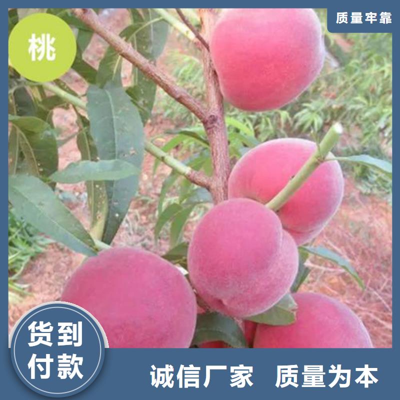 桃北美冬青源頭實體廠商