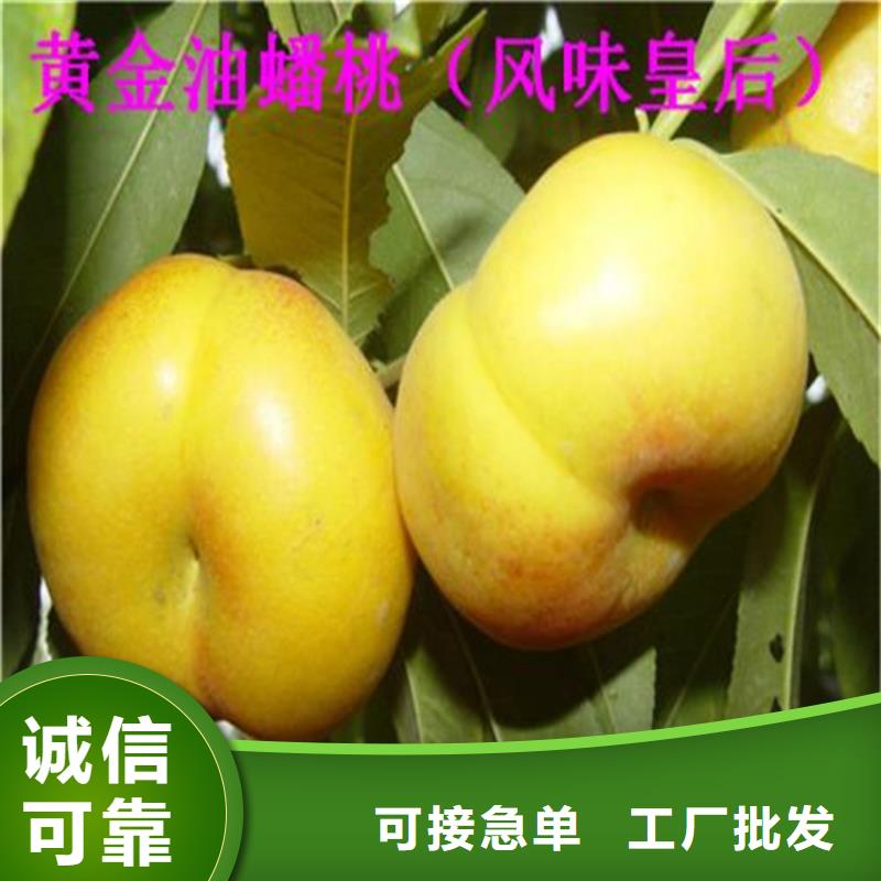 桃藍莓苗您想要的我們都有
