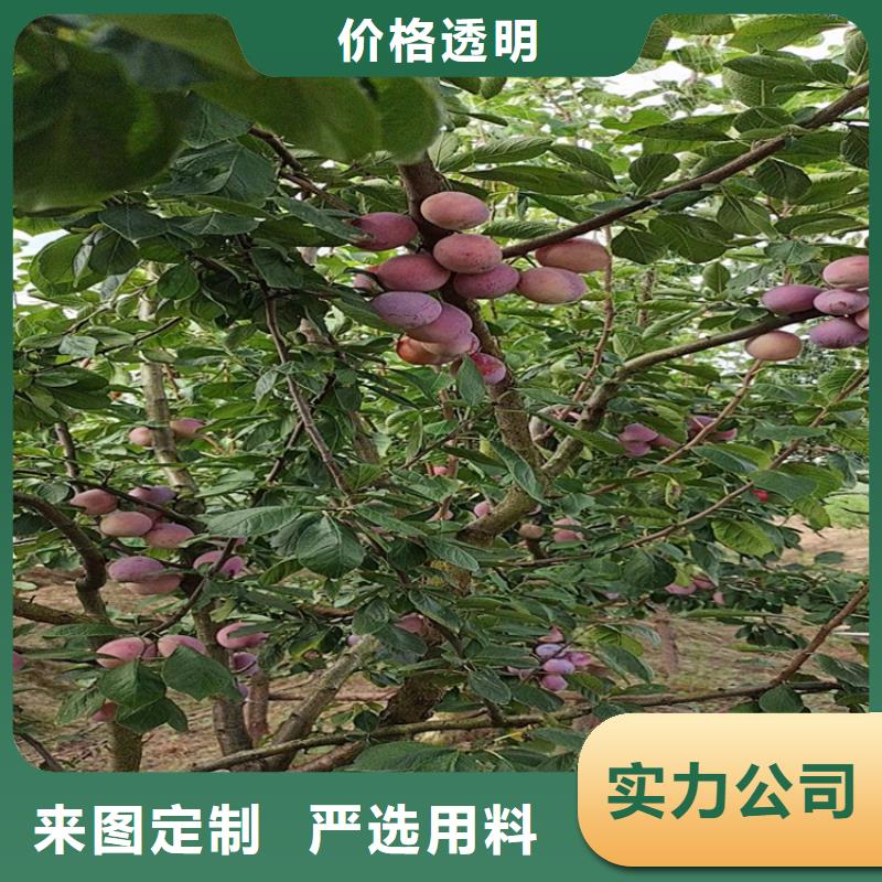 李子-李樹(shù)苗訂購(gòu)