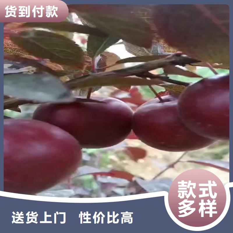 李子櫻桃苗優質原料