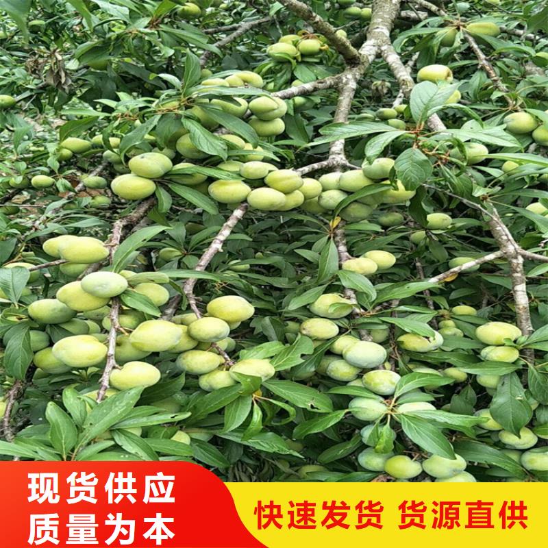 李子蘋果苗交貨準時