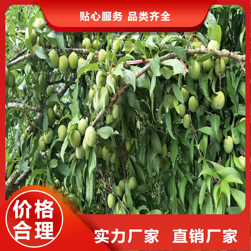 李子蘋果苗交貨準時