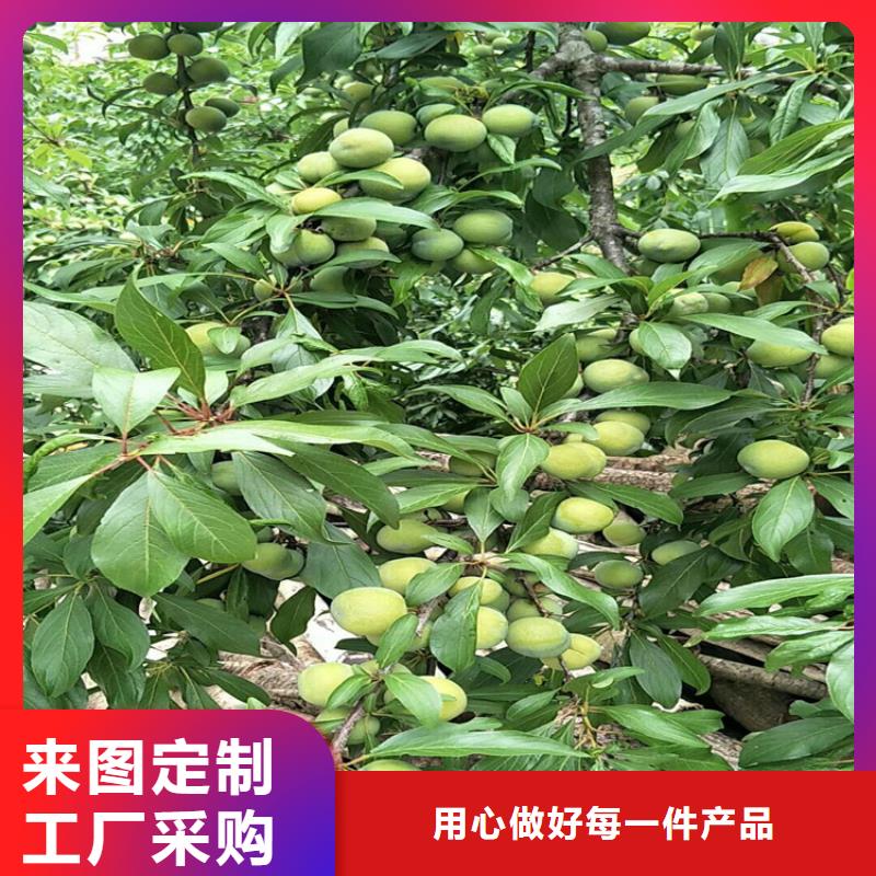 李子蘋果苗廠家實力雄厚