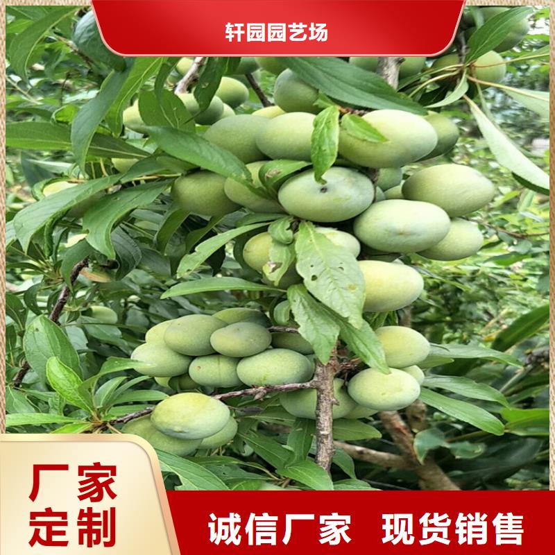李子-李樹(shù)苗訂購(gòu)