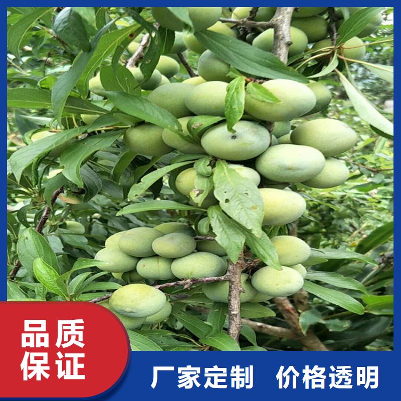 【李子-蘋果苗放心選購】