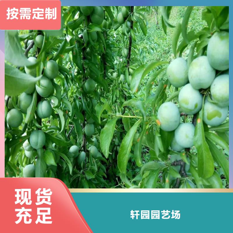 【李子】西瓜苗廠家直銷