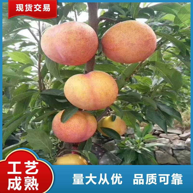 【李子】西瓜苗廠家直銷