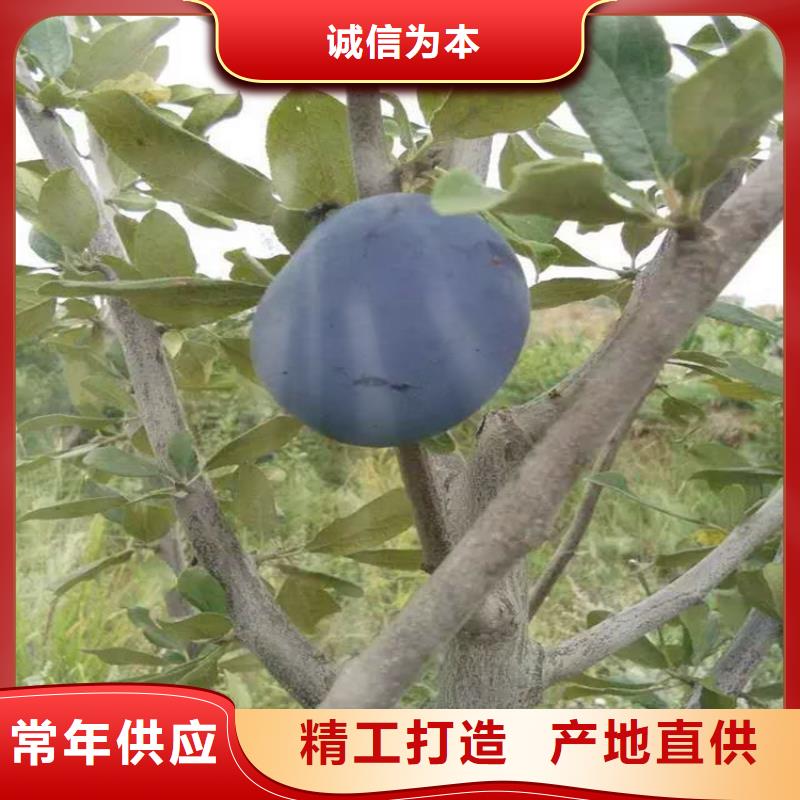 李子【石榴樹】廠家實力雄厚