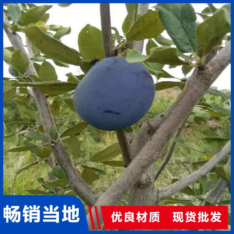 李子櫻桃苗優質原料