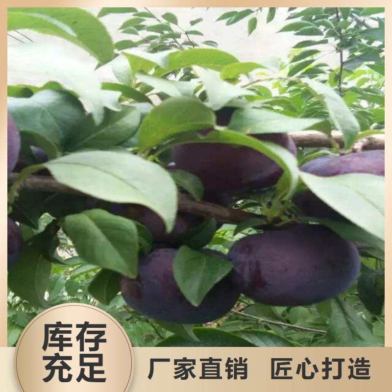 李子【石榴樹】廠家實力雄厚