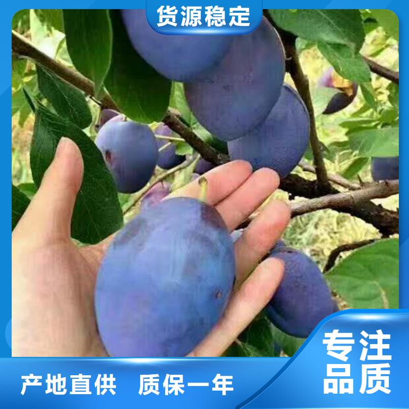 李子蘋果苗廠家實力雄厚