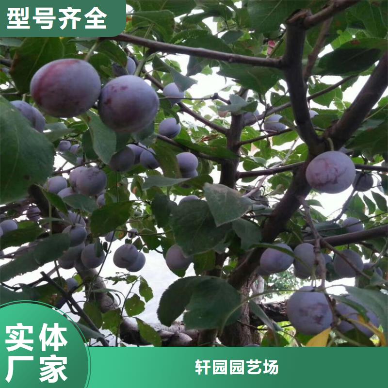 李子櫻桃苗優質原料