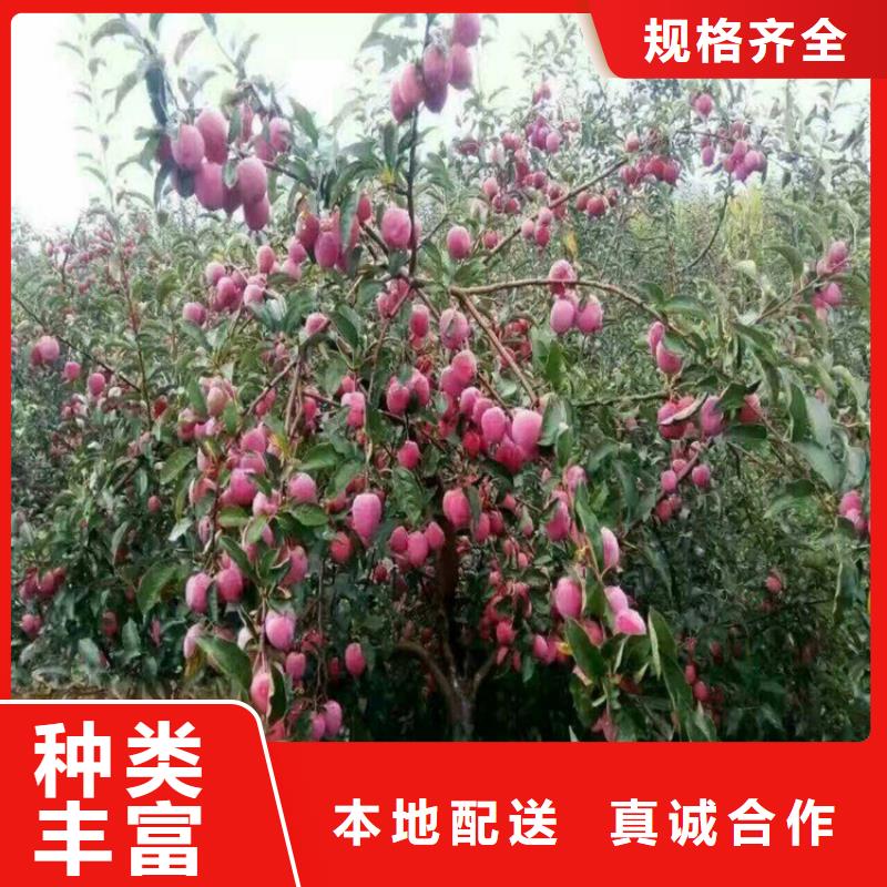 李子【石榴樹】廠家實力雄厚