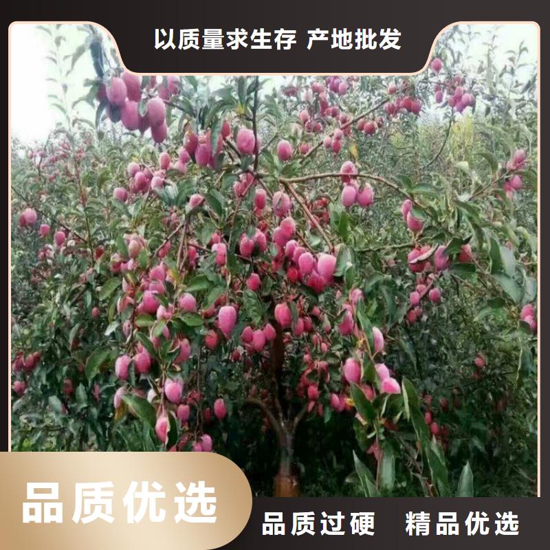 李子蘋果苗交貨準時
