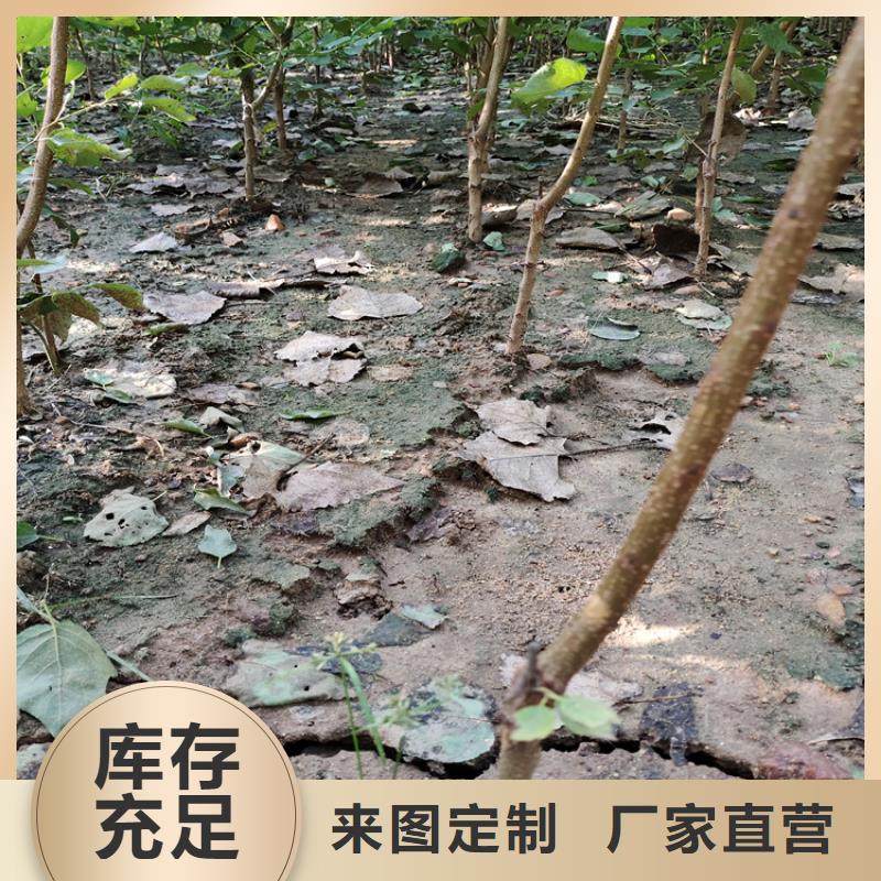 【李子-蘋果苗放心選購】