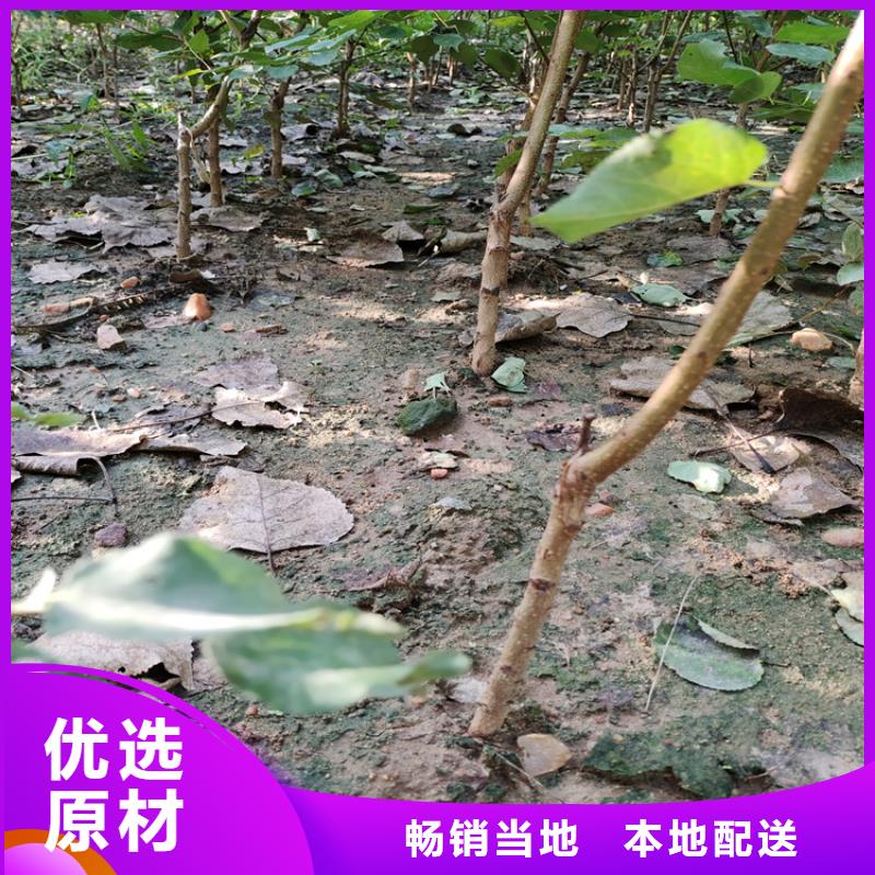 李子蘋果苗廠家實力雄厚