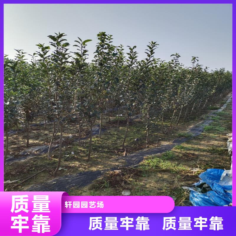 【李子】苹果苗供您所需