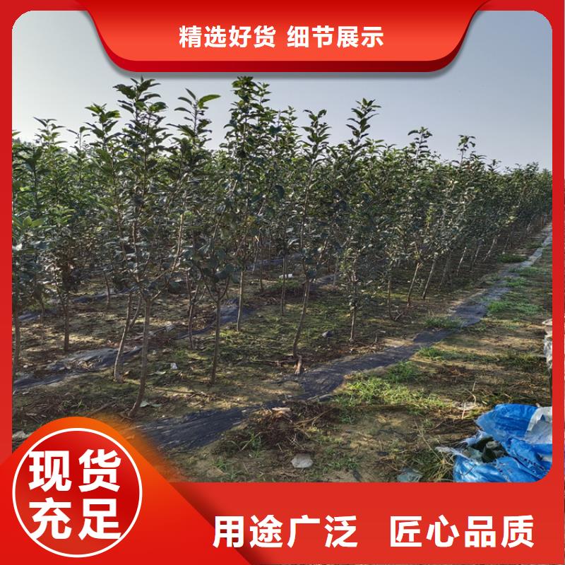 李子蘋果苗交貨準時
