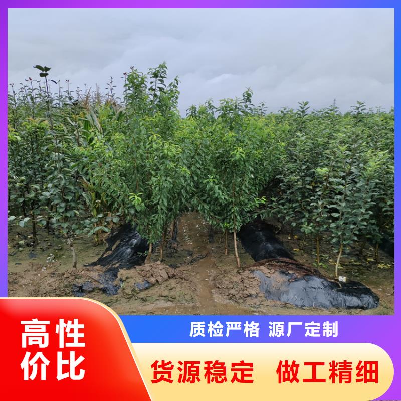 李子【石榴樹】廠家實力雄厚