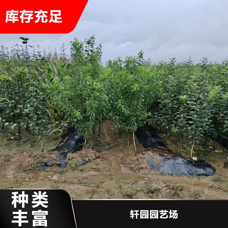李子蘋果苗廠家實(shí)力雄厚