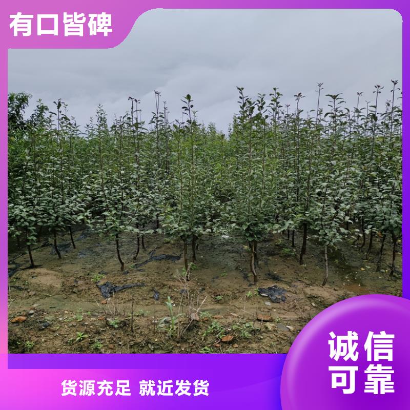 李子櫻桃苗優質原料