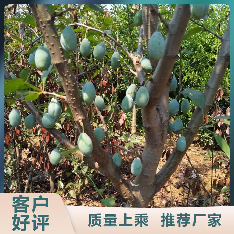 【李子】西瓜苗廠家直銷
